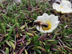 Andrena