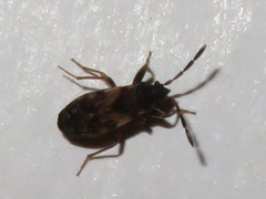 Scolopostethus thomsoni