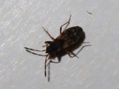 Scolopostethus thomsoni