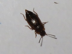 Anthobium atrocephalum