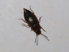 Anthobium atrocephalum