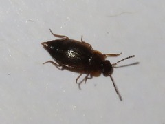 Anthobium atrocephalum