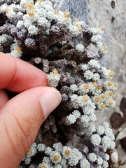 Leucogenes grandiceps × Raoulia mammillaris