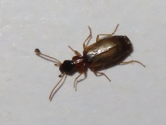 Philorhizus melanocephalus