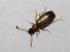 Philorhizus melanocephalus
