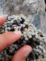 Leucogenes grandiceps × Raoulia mammillaris