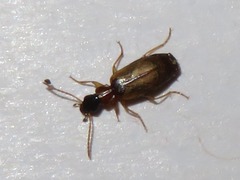 Philorhizus melanocephalus