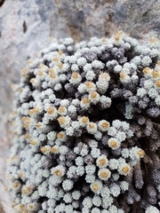 Leucogenes grandiceps × Raoulia mammillaris