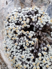 Leucogenes grandiceps × Raoulia mammillaris