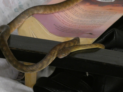 Brown Tree Snake sighting