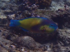 Chlorurus japanensis