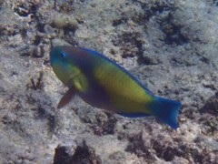 Chlorurus japanensis