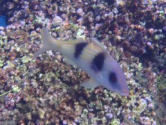 Parupeneus crassilabris