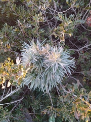Convolvulus oleifolius