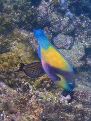 Chlorurus japanensis