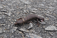 Tropidophorus sinicus