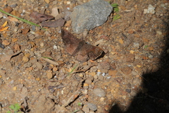 Calephelis argyrodines