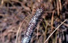 Pachypodium gracilius image