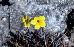 Pachypodium gracilius image