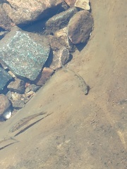 Labeobarbus marequensis