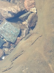 Labeobarbus marequensis