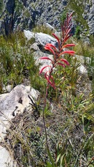 Watsonia schlechteri
