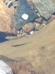 Labeobarbus marequensis