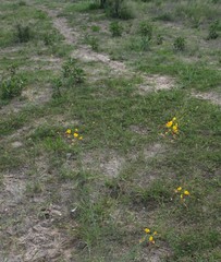 Cleome angustifolia diandra
