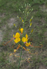 Cleome angustifolia diandra