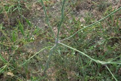 Cleome angustifolia diandra