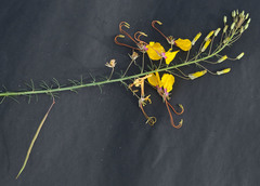 Cleome angustifolia diandra