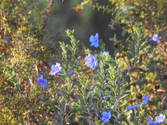 Glandora prostrata lusitanica