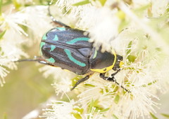 Chlorobapta frontalis