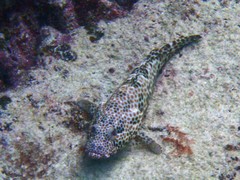 Epinephelus macrospilos