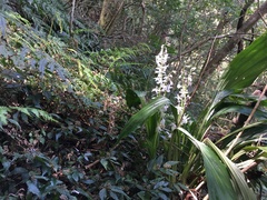 Calanthe aristulifera