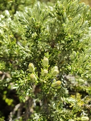 Brachyglottis cassinioides