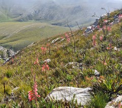 Watsonia schlechteri