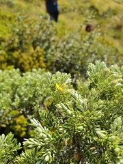 Brachyglottis cassinioides