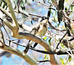 Chrysococcyx osculans