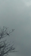 Columbidae