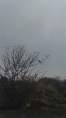 Columbidae