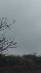 Columbidae