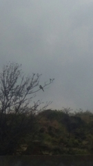 Columbidae