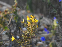 Ulex argenteus subsericeus