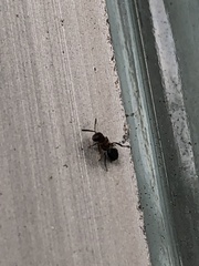 Hymenoptera