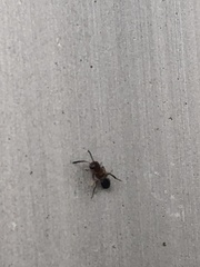 Hymenoptera