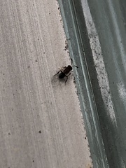 Hymenoptera