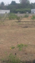 Muscicapidae