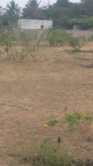 Muscicapidae