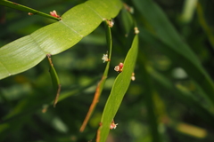 Muehlenbeckia platyclada